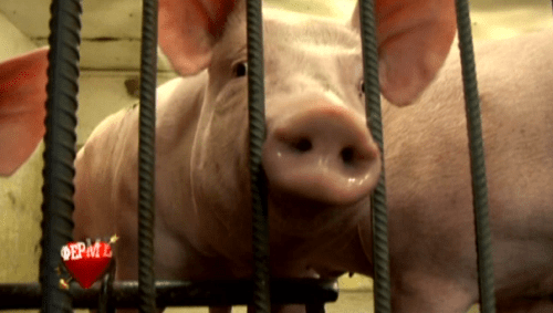 Прасе, което чака да бъде изкъпано от градска кифла.